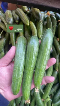 خيار طازج