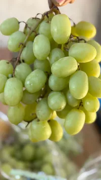 العنب الأخضر الطازج