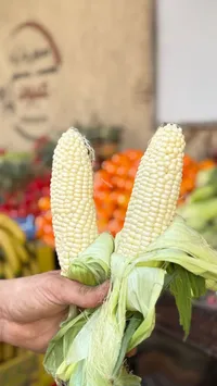 ذرة بيضاء طازجة
