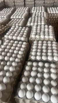 بيض دجاج طازج