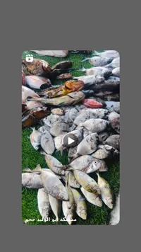 تشكيلة أسماك طازجة - مسمكة أبو الوليد حجو