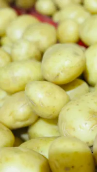 بطاطا طازجة