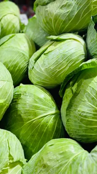 رأس ملفوف أخضر طازج