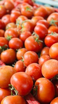 بندورة طازة