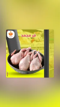 فر محمد - صدور دجاج