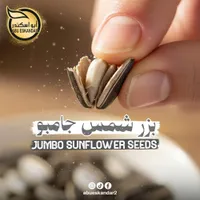 بزر شمس جامبو - أبو اسكندر (Abu Eskandar)