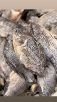 أسماك طازة - سمك بياض