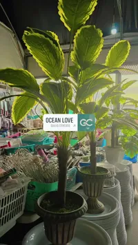 شجرة زينة اصطناعية - أوشن لوف (Ocean Love)
