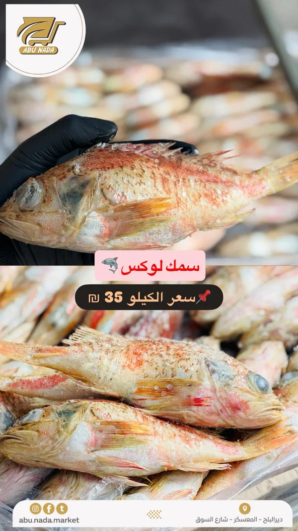 سمك لوكس طازج - مواد غذائية وبقالة - سوق غزة