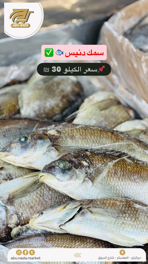 سمك دنيس طازج - مواد غذائية وبقالة - سوق غزة