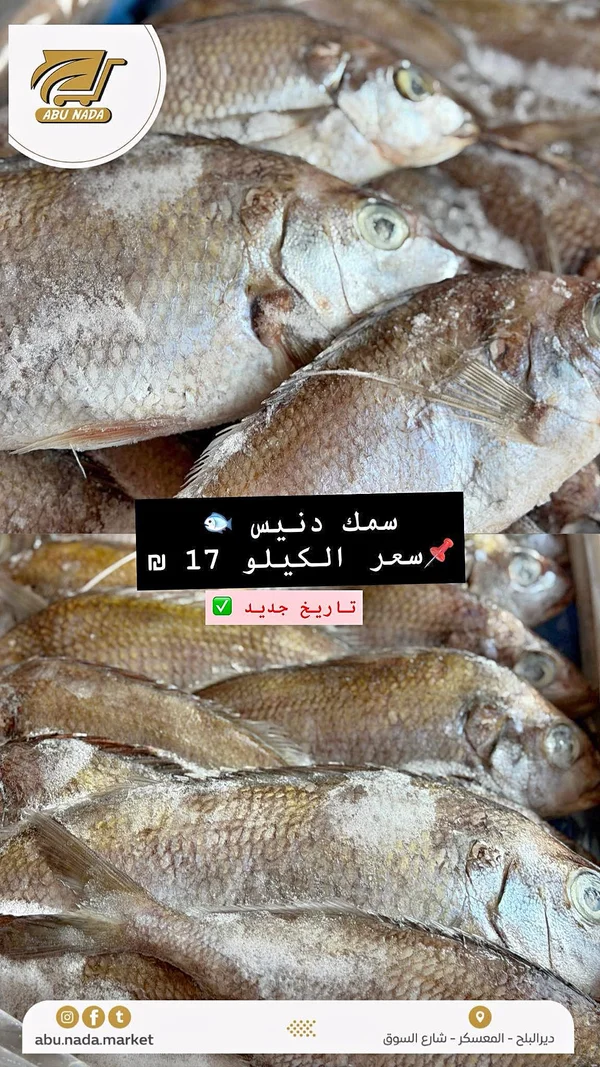 سمك دنيس طازج - أبو ندى - مواد غذائية وبقالة - سوق غزة