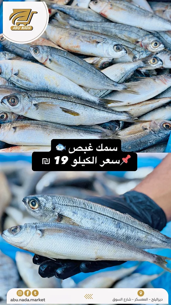 سمك غبص - أبو ندى - مواد غذائية وبقالة - سوق غزة