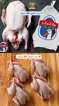 بط العابد - مزرعة البط العابد