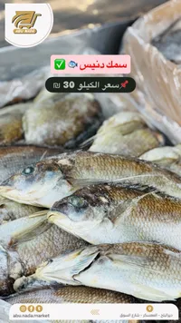 سمك دنيس طازج - سوق غزة