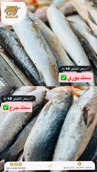 سمك بوري طازج - سوق غزة