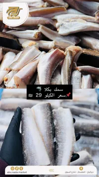 سمك بكلا طازج - أبو ندى (Abu Nada) - سوق غزة