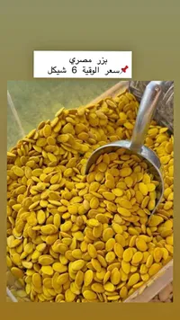بزر مصري محمص - سوق غزة