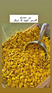 بزر مصري محمص - سوق غزة