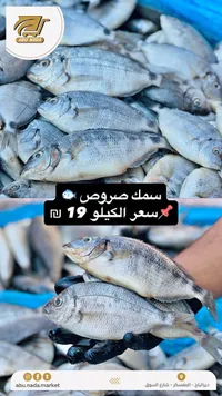 سمك سِرباس - أبو ندى - سوق غزة