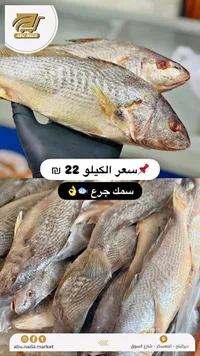 سمك جرج - أبو ندى - سوق غزة