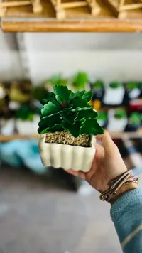 نبات العصارة الأخضر في إناء أبيض