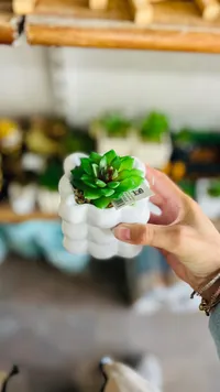 نبات العصارة الأخضر في وعاء أبيض