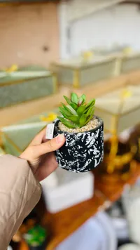 نبات العصارة الأخضر في وعاء أسود بنقش أبيض