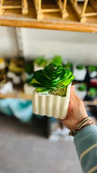 نبات أخضر زينة في وعاء سيراميك أبيض