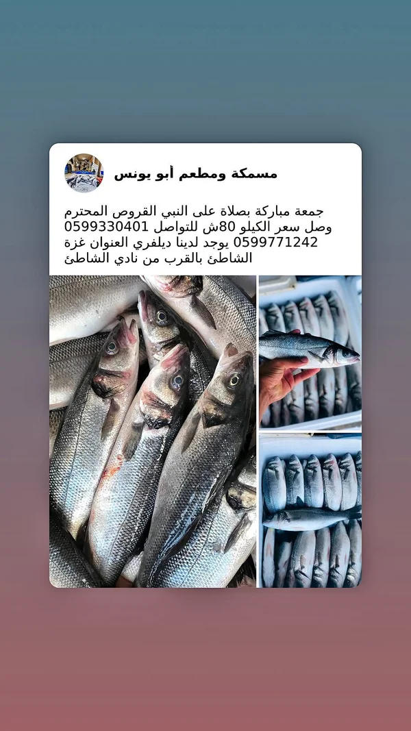 سمك قاروص طازج - مسمكة ومطعم أبو يونس - أسماك ومأكولات بحرية - سوق غزة
