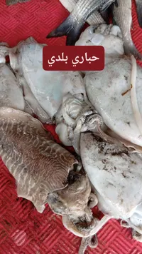 أسماك طازجة - حياري بلدي