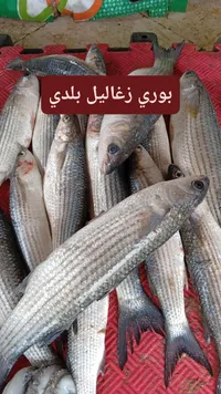 زغاليل بلدي طازة