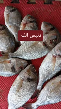 دنيس ألف - أسماك طازجة