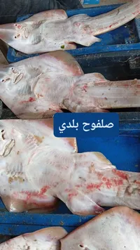 صلفوح بلدي طازج