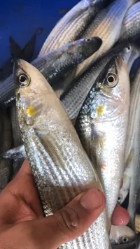 سمك البوري الطازج