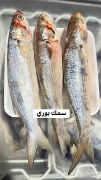 سمك بوري طازج
