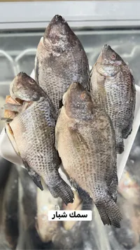 سمك شبار طازج