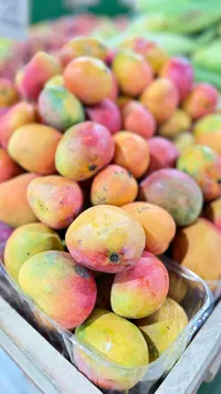مانجو طازجة