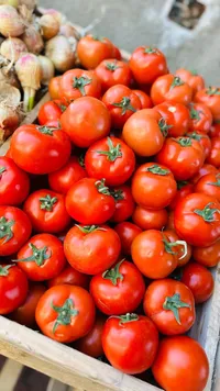 طماطم طازة