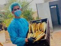 سمك ماكريل مدخن طازج - مسمكة الشيخ عيد