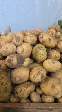 بطاطس طازجة