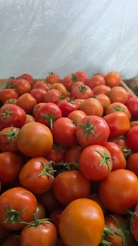 طماطم طازة