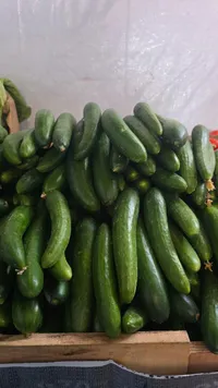 خيار طازج