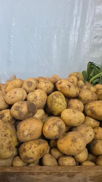 بطاطا طازجة
