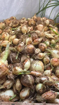 بصل طازج محلي