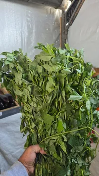 نعناع أخضر طازج