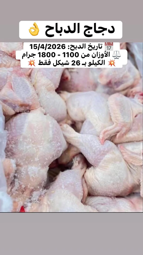 دجاج طازج - الدباح - مواد غذائية وبقالة - سوق غزة