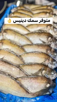 سمك دنيس طازج