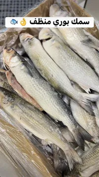سمك بوري منظف طازج