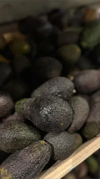 أفوكادو طازج