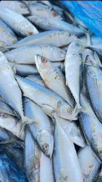 سمك ماكريل طازج